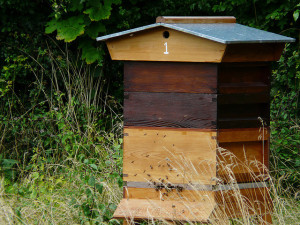 A hive in the summer.Photo Credit.