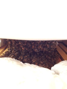 Tilly's Nest- winter honeybee cluster