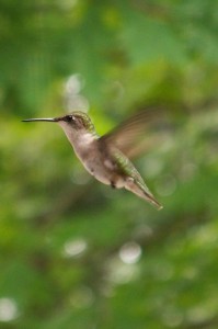 Hummingbird Cropped