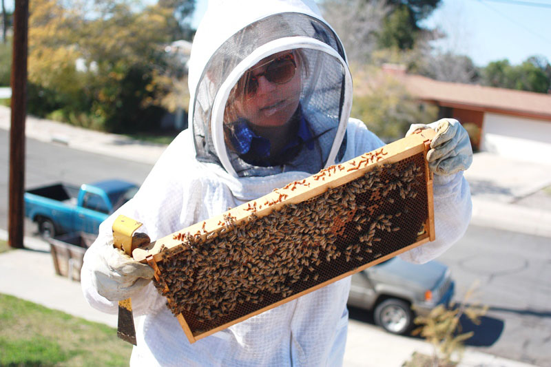 5 THINGS TO KNOW BEFORE GETTING BEES