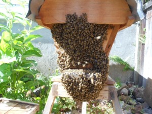 Sojourner Hive prepares for a BIG swarm