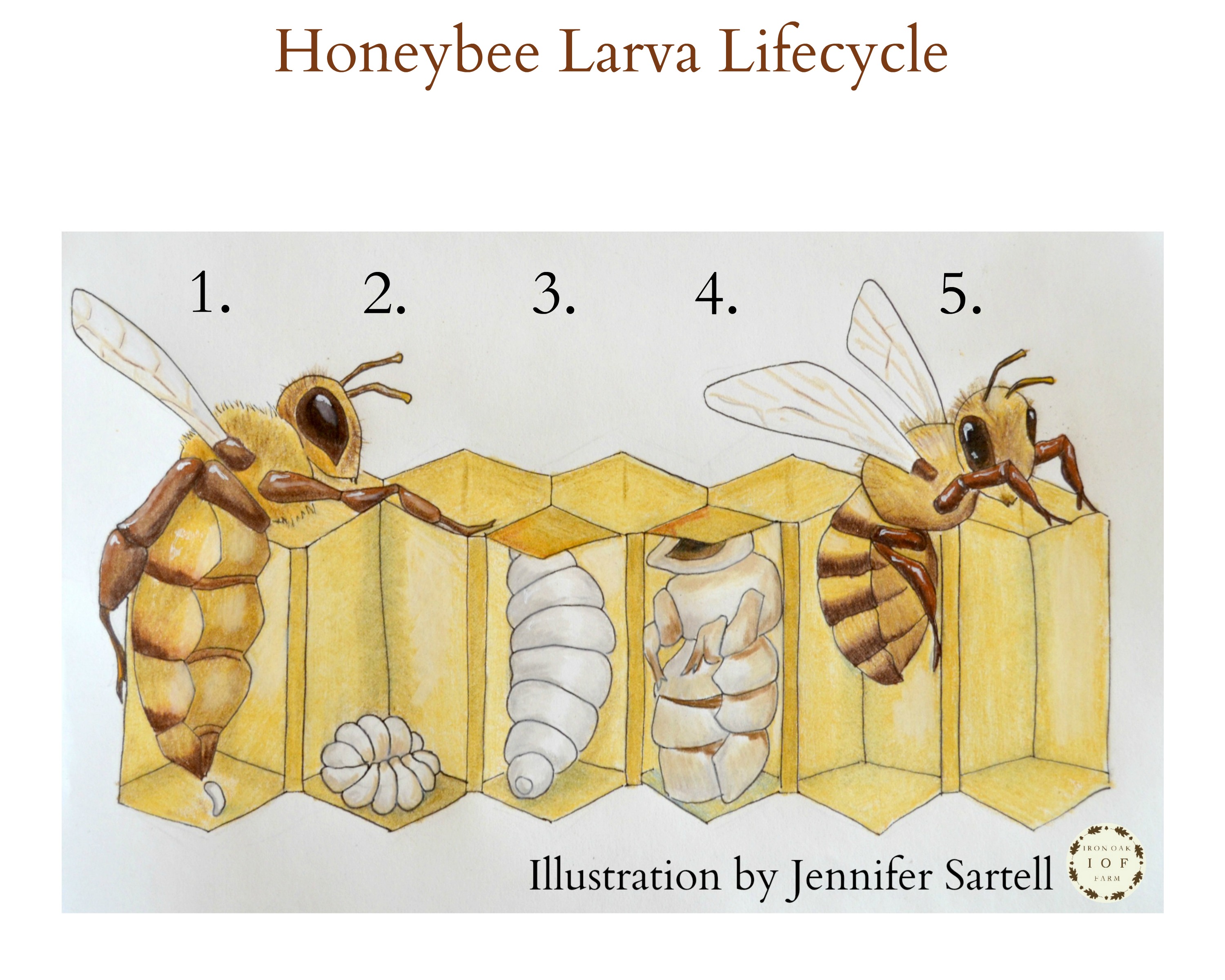 Printable Bee Life Cycle Worksheet