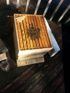 2nd pic of bees for blog