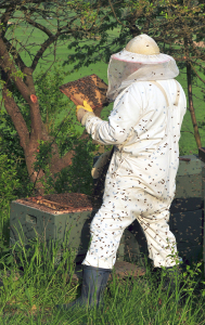 Beekeeper_keeping_bees