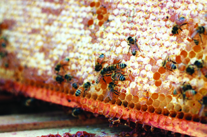 Bees fill a honeycomb with nectar and cover each cell with wax. istockphoto.com/Ron Bailey