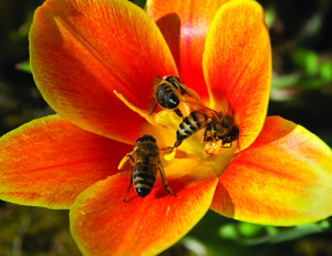 Tulips and other boldly colored flowers are a draw for bees. istockphoto.com/Dr. Heinz Linke