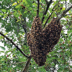 A healthy swarm of honeybees takes up residence in a mulberry tree in Osage County, Kansas. Photo by Hank Will.