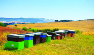Contracting for pollination with local farmers will take several hives, yet yield a nice profit.