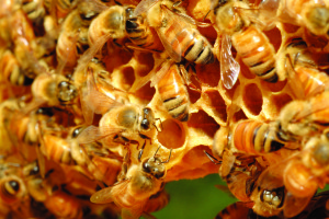 Honeybees feeding a queen larva