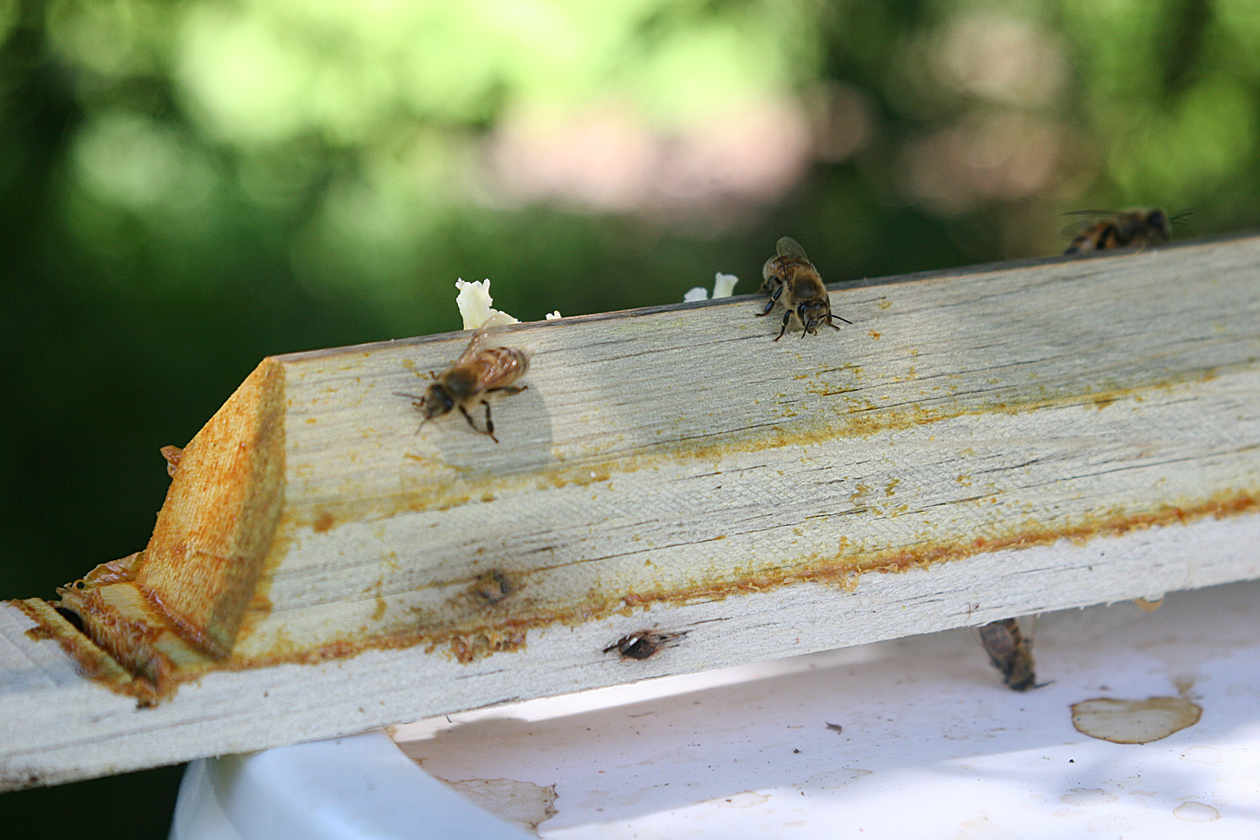 The Advantages of Small Cell Bees Keeping Backyard Bees