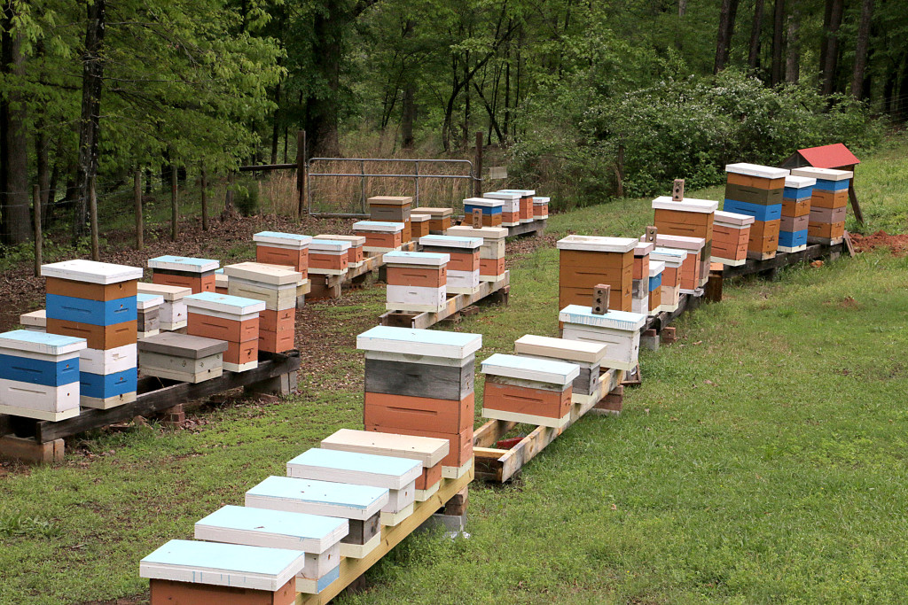 What Does Mean Apiary