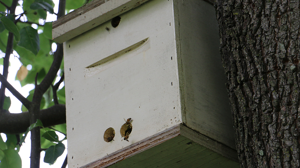 Bee Bait Swarm Lure/Attract More Honey Bees to Your Bait hive
