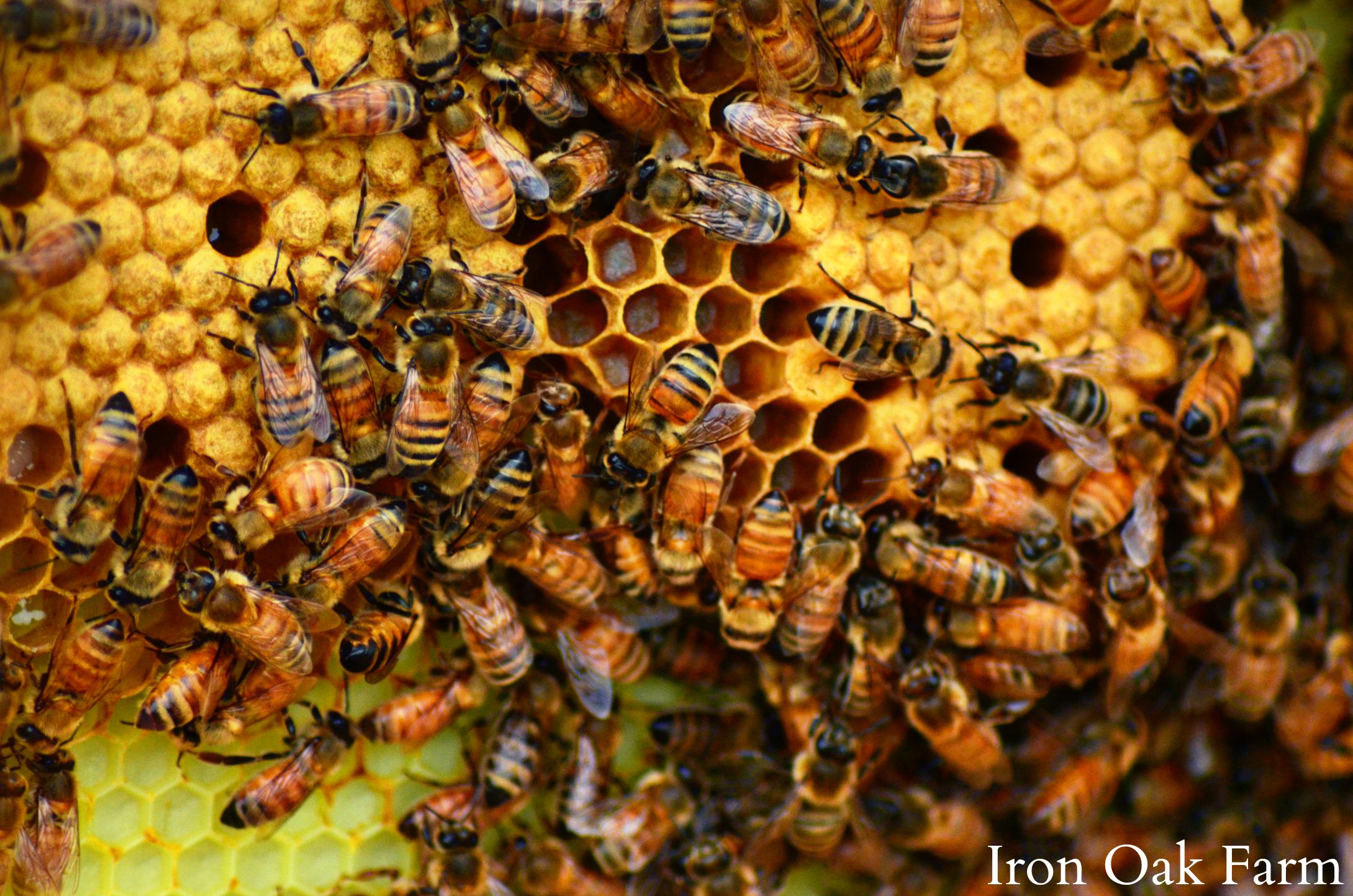 split-hive-success-keeping-backyard-bees