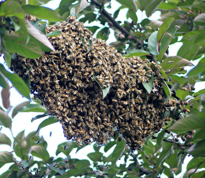 Swarm Stories; Capture or Not Keeping Backyard Bees