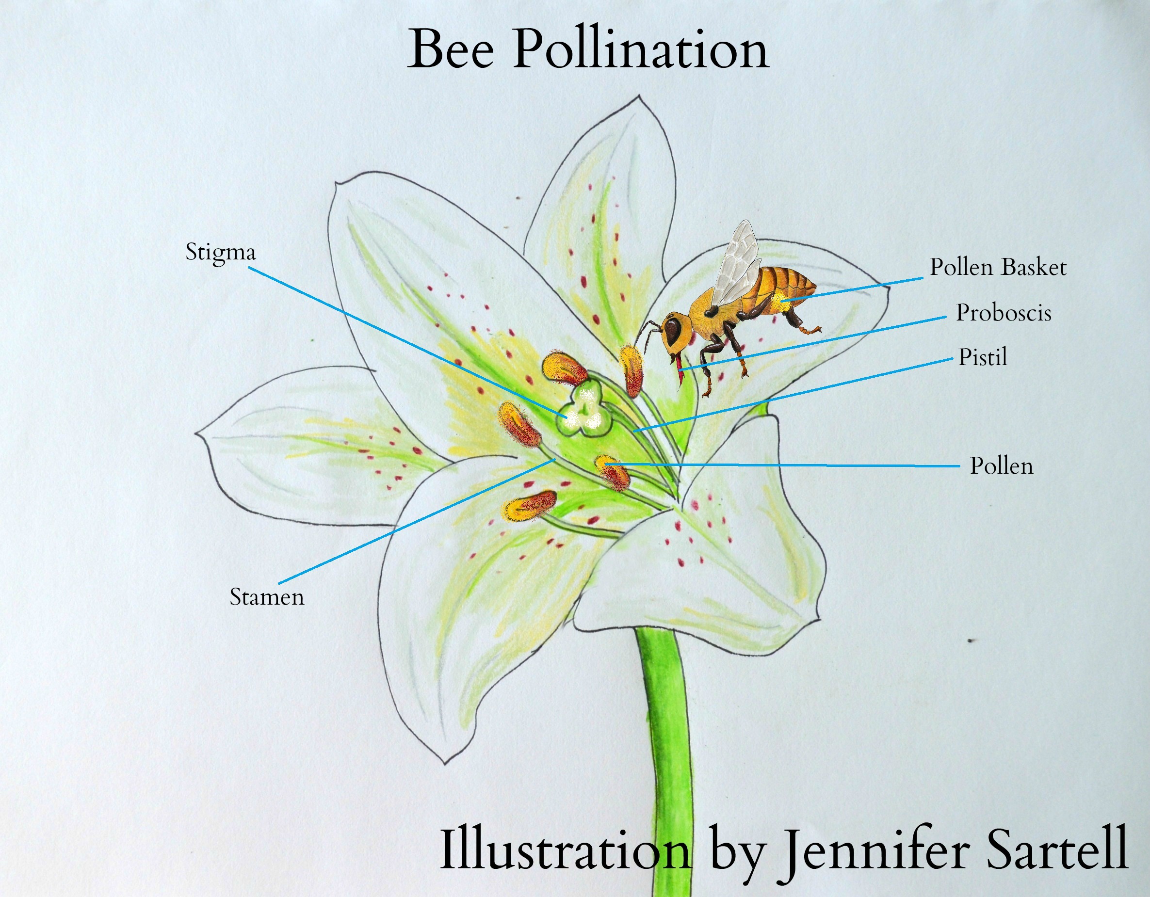 the-role-of-nectar-honey-and-pollen-in-the-hive-keeping-backyard-bees