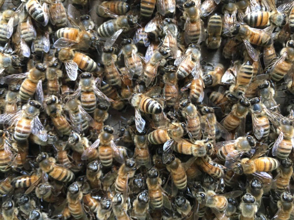 domesticated honey bees Keeping Backyard Bees