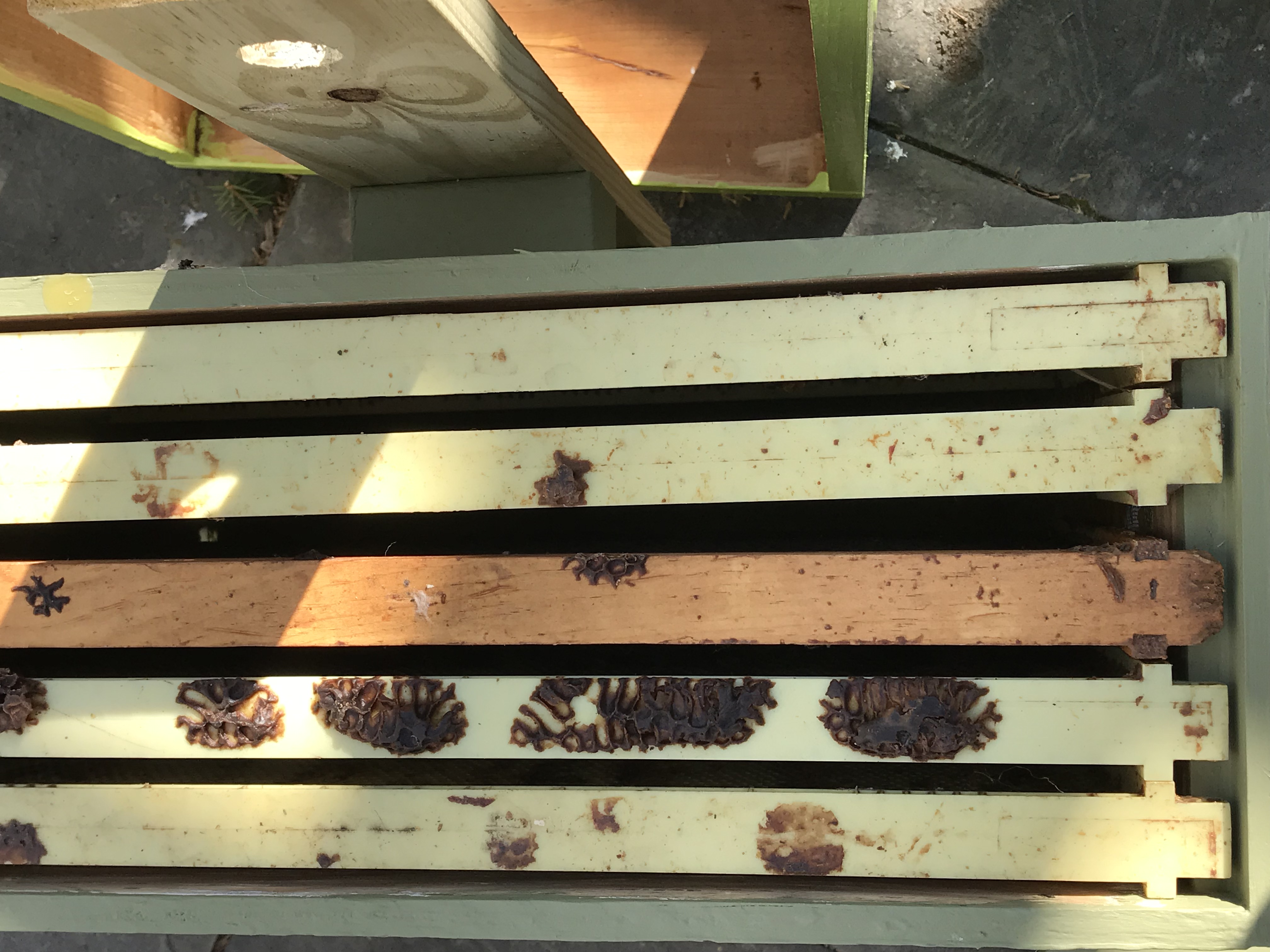 How To Trap Bee Swarms Keeping Backyard Bees